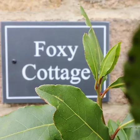 Foxy *